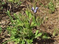 Image of Lupinus bracteolaris Desr.