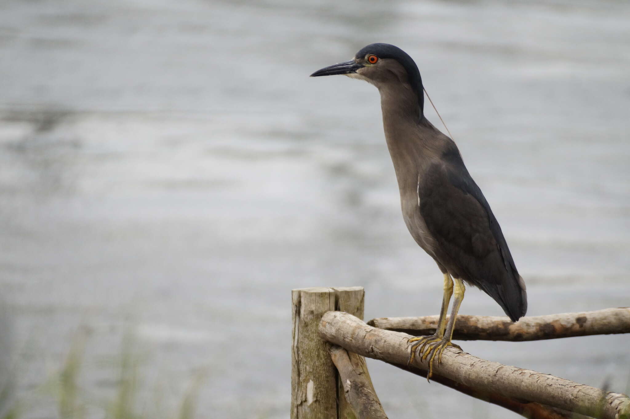 Image of Nycticorax nycticorax obscurus Bonaparte 1855