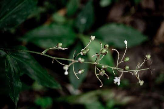 Image of Pollia secundiflora (Blume) Bakh. fil.