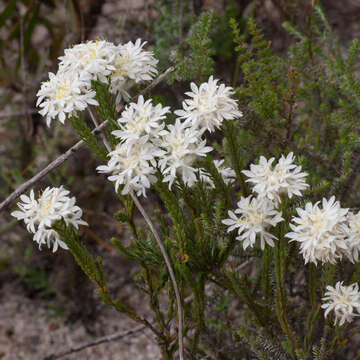 Image of Lachnaea eriocephala L.