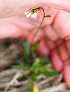 صورة Arabis scabra All.