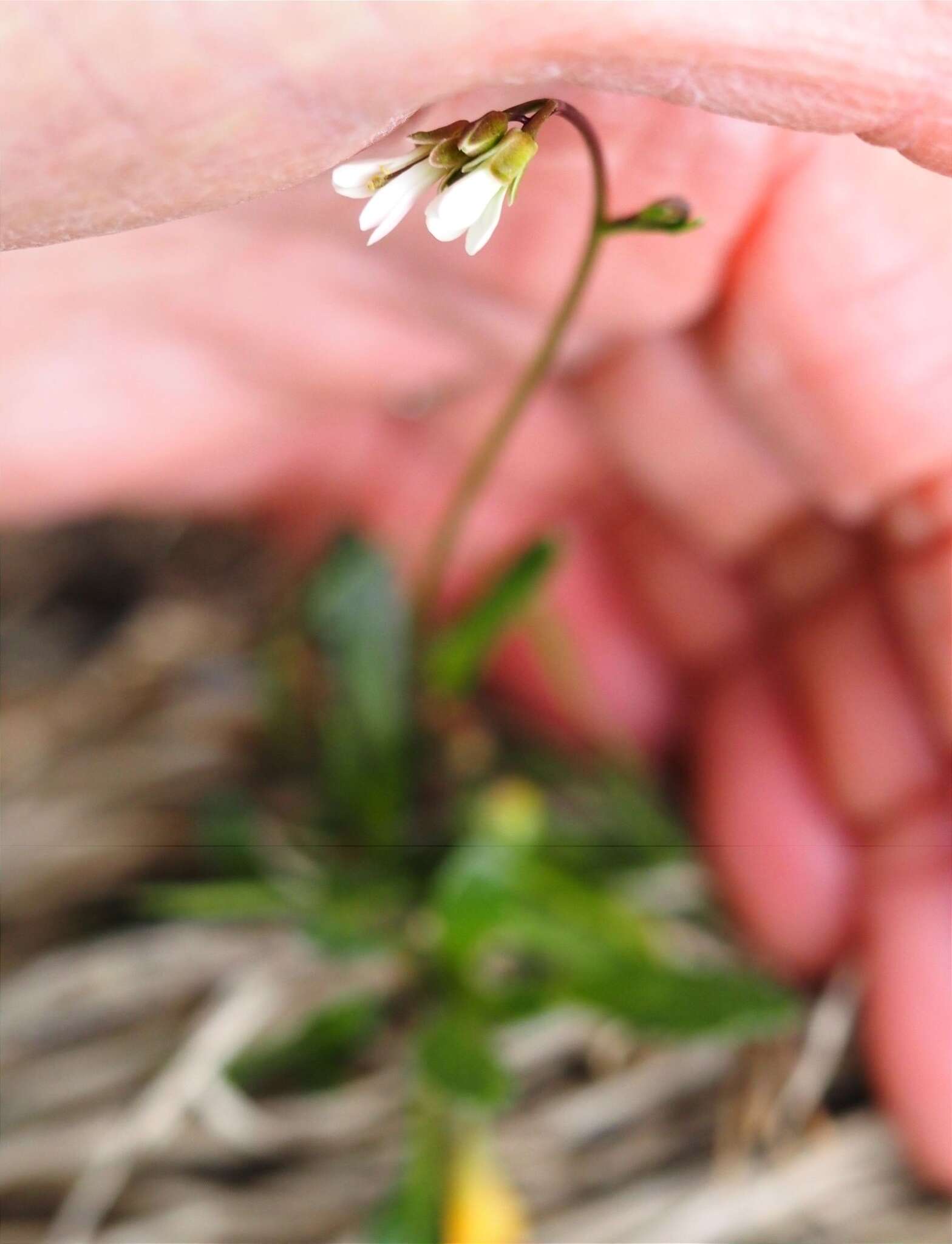 صورة Arabis scabra All.