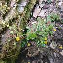 Imagem de Saxifraga cymbalaria subsp. cymbalaria