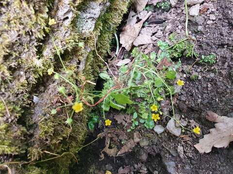 Image of Saxifraga cymbalaria subsp. cymbalaria