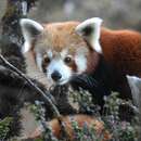 Image of Western Red Panda