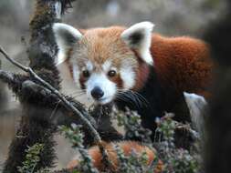 Sivun Ailurus fulgens fulgens F. G. Cuvier 1825 kuva