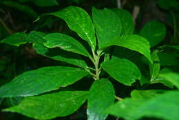 Image of Cyrtandra umbellifera Merr.