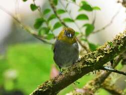 Image of Yellow-throated Bush Tanager