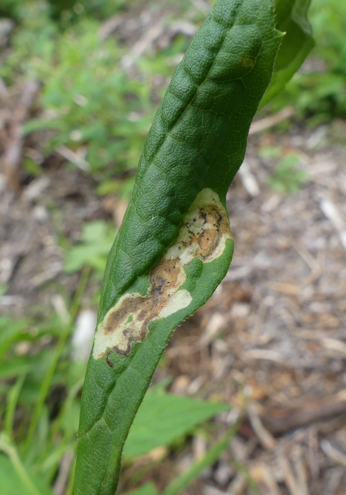 Image of <i>Liriomyza limopsis</i>