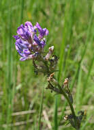 Image de Oxytropis campanulata Vassilcz.