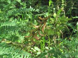 Image of Russian milkvetch