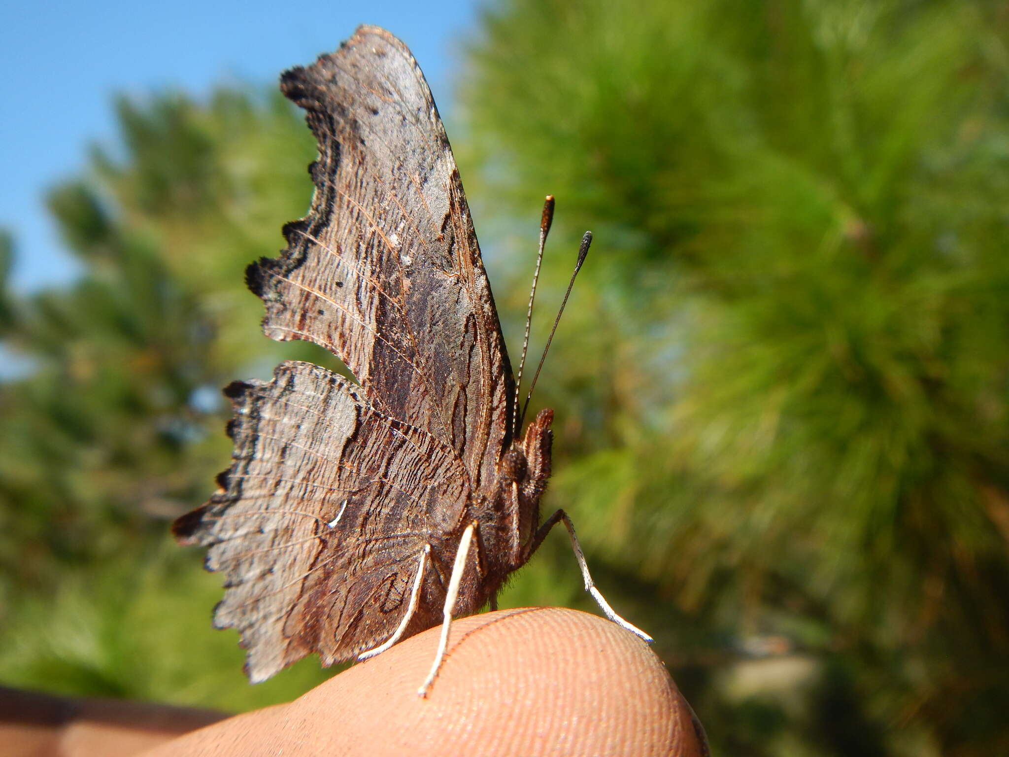 Слика од Polygonia haroldi Dewitz 1877