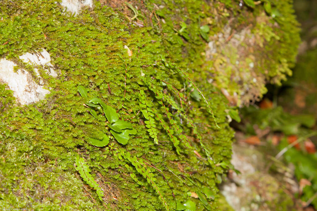 Image of Umbilicus oppositifolius (Ledeb.) Ledeb.