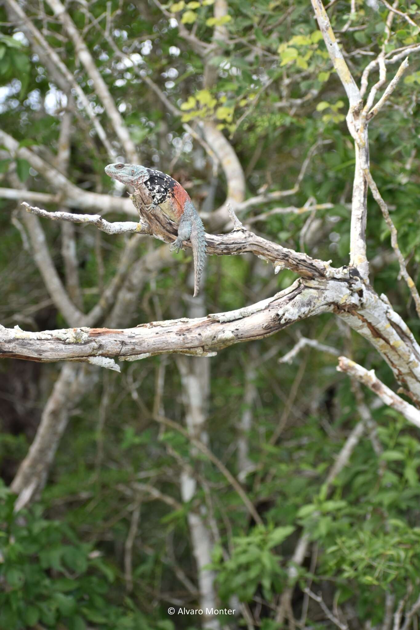 Image of Yucatán Spinytail Iguana