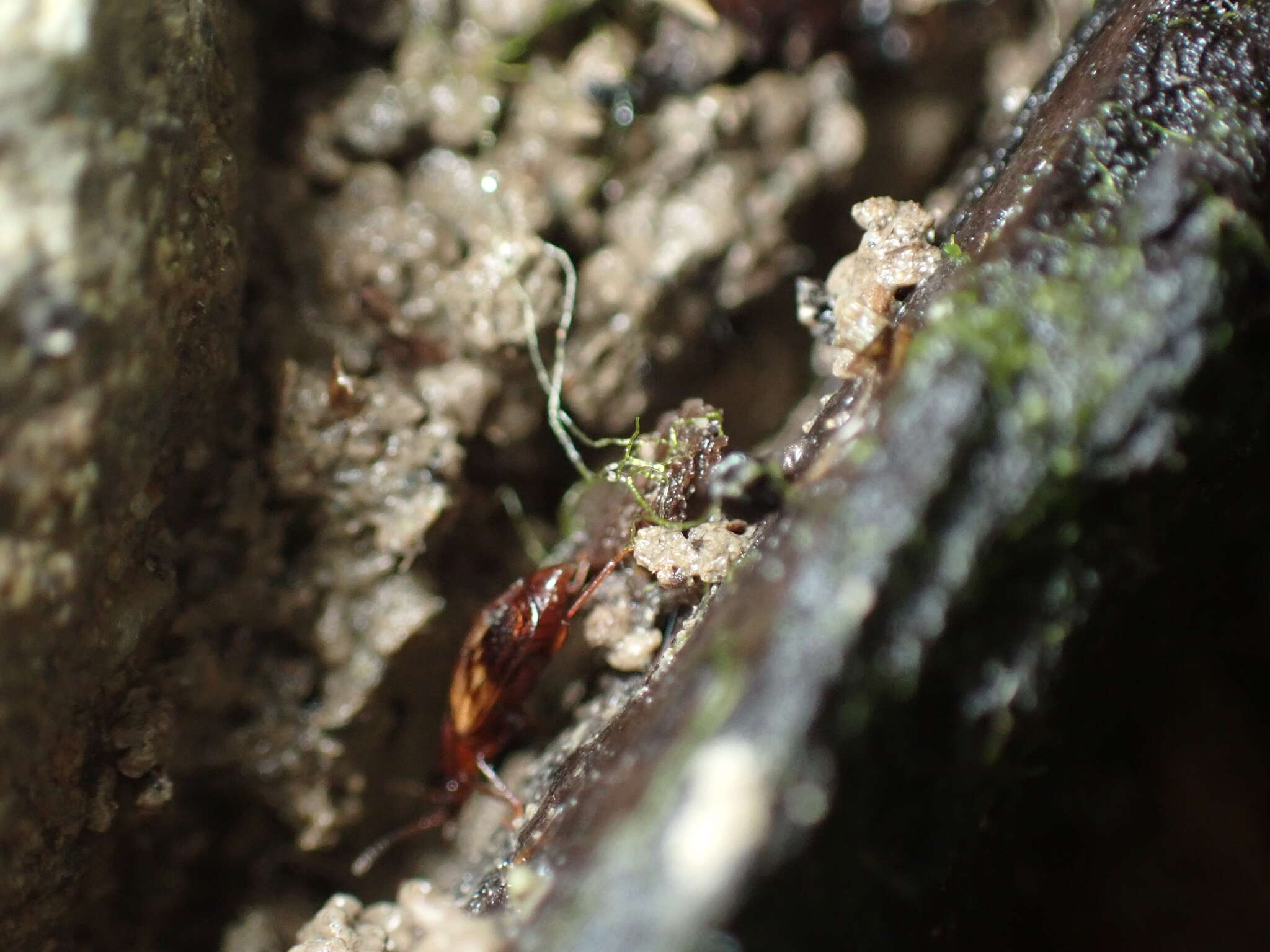 Image of Deinopteroloma subcostatum (Mäklin 1852)