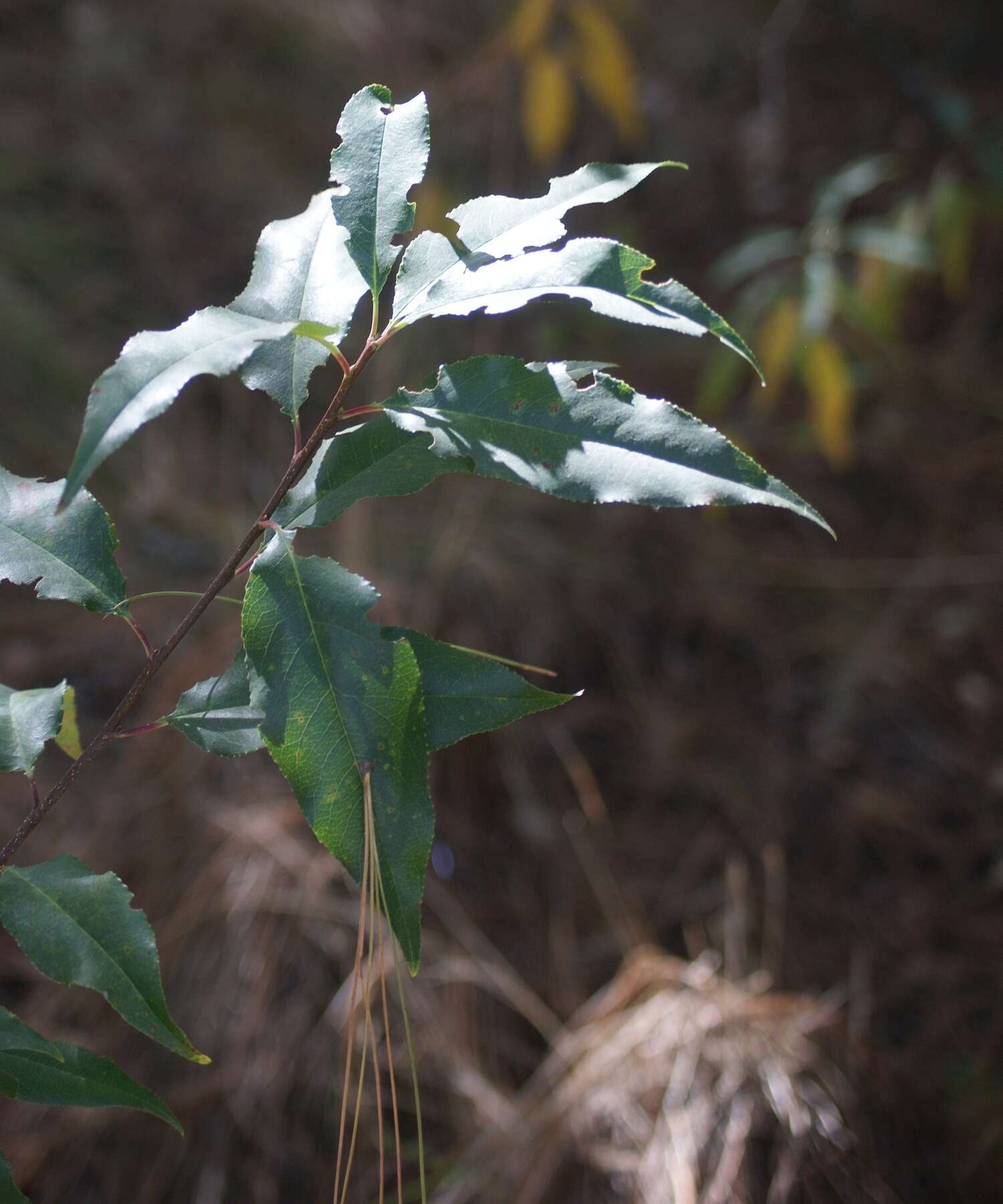 Image de Prunus serotina var. serotina