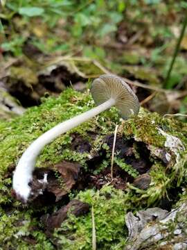 Image de Entoloma subserrulatum (Peck) Hesler 1967