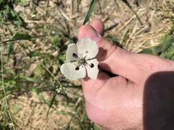 Image of Long-headed Poppy