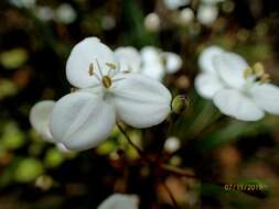 Image de Libertia mooreae Blanchon, B. G. Murray & Braggins