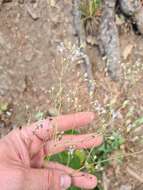 Слика од Gypsophila elegans M. Bieb.