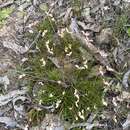 Image of Stylidium uniflorum Sond.