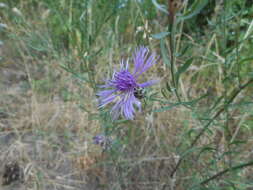 Слика од Centaurea arrigonii Greuter