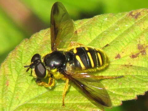 Image of Sericomyia chrysotoxoides Macquart 1842