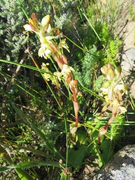 Image de Satyrium bicorne (L.) Thunb.