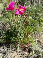 Image of Paeonia intermedia subsp. intermedia