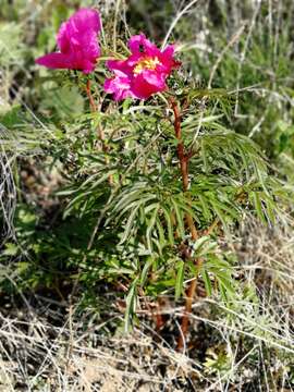 Image of Paeonia intermedia subsp. intermedia