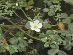 Image of Lobb's Water-Crowfoot