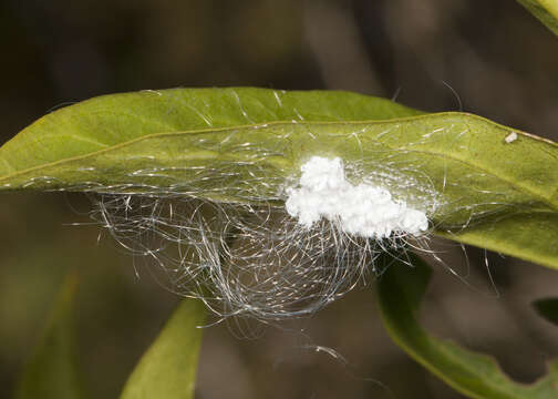 Image of Whitefly