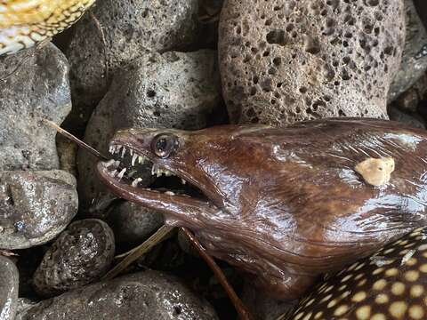 Image of Mottled Conger Moray