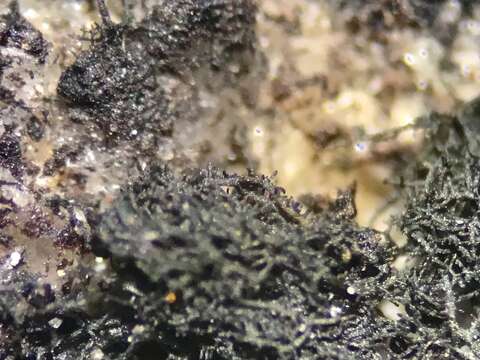 Image of hairy thread lichen