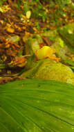 Image of Lycaste lasioglossa Rchb. fil.