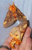 Image of Citheronia andina Lemaire 1971