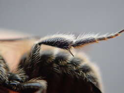 Image of Mason bee