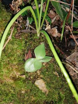 Image of Holothrix parviflora (Lindl.) Rchb. fil.