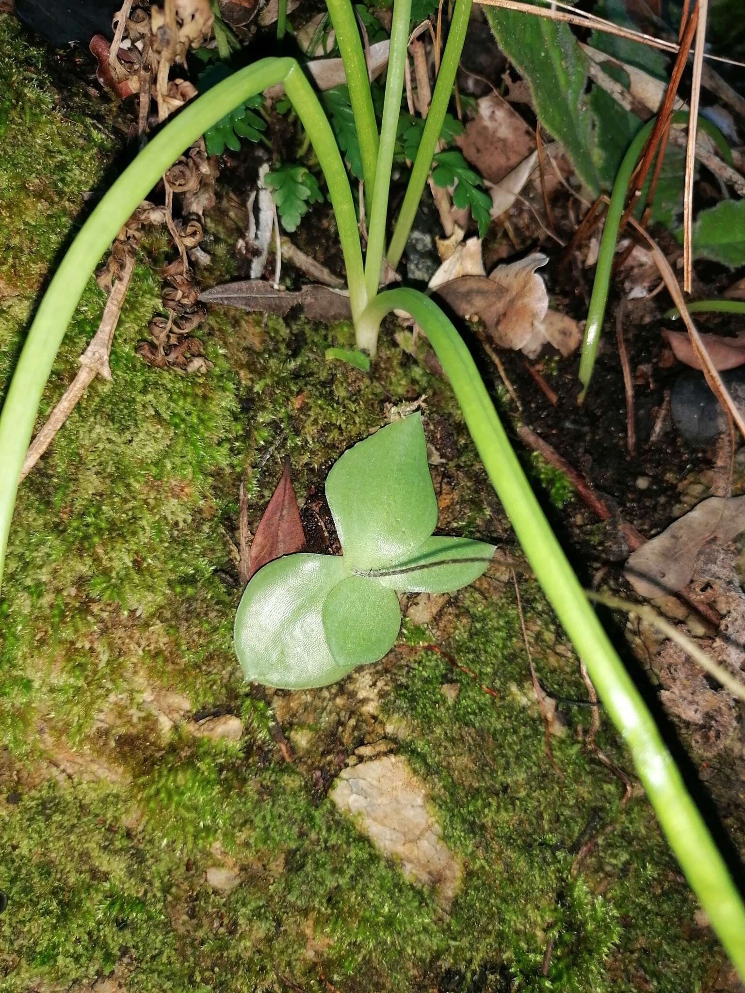 Image of Holothrix parviflora (Lindl.) Rchb. fil.