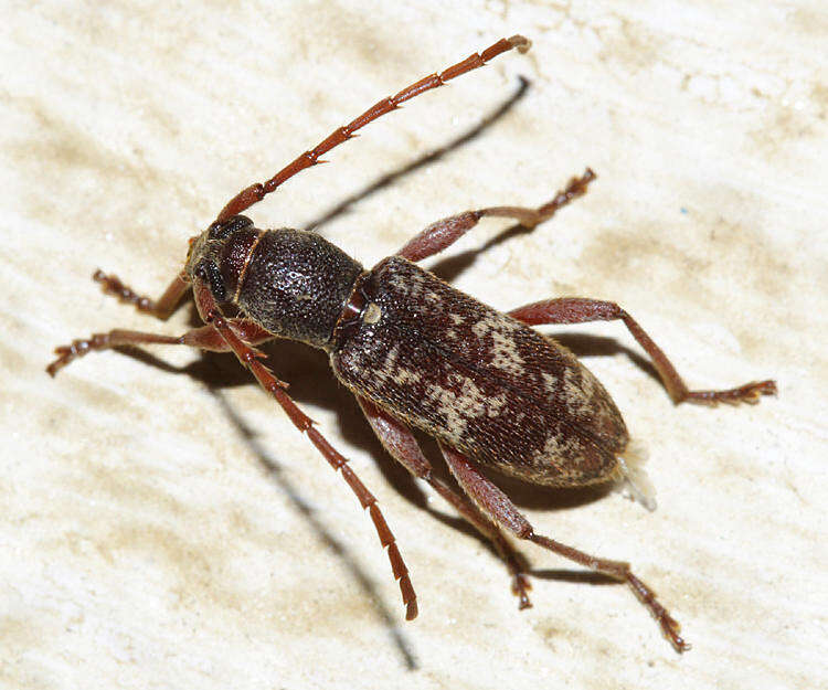 Plancia ëd Anelaphus yucatecus Chemsak & Noguera 2003