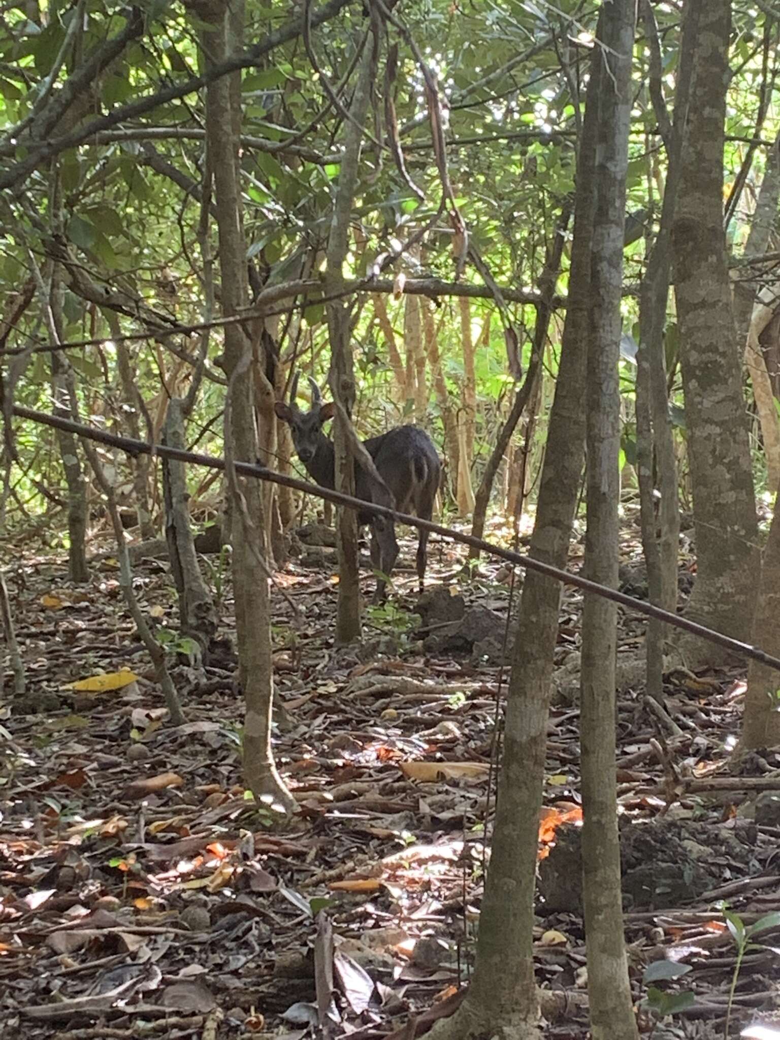 Image of Philippine Brown Deer