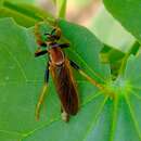 Image of <i>Ospriocerus tequilae</i>