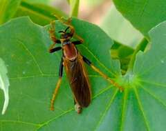 Image of <i>Ospriocerus tequilae</i>