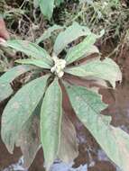 Image de Solanum umbellatum Mill.