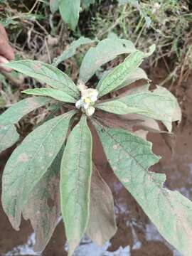 Solanum umbellatum Mill.的圖片