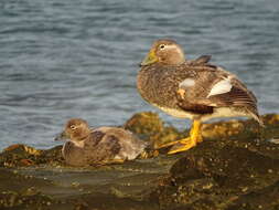 صورة Tachyeres leucocephalus Humphrey & Thompson 1981