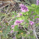 Imagem de Salvia ramosa Brandegee