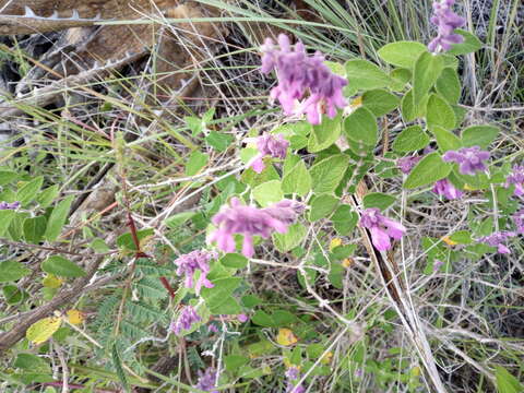 Image of Salvia ramosa Brandegee