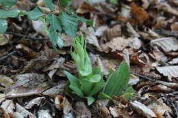 Image of Chloraea multiflora Lindl.