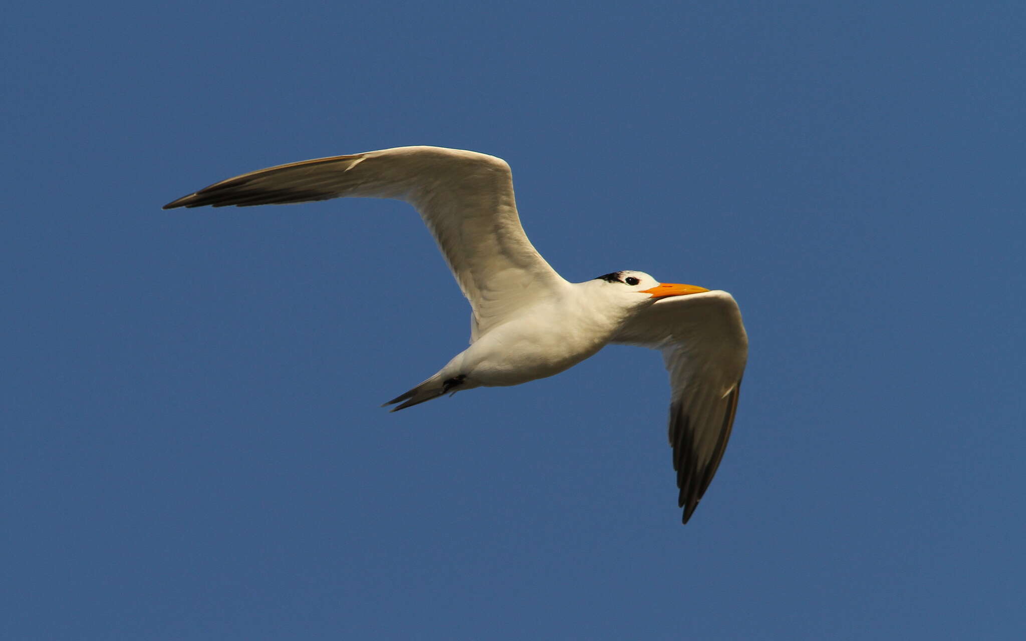 Image of West African Crested Tern